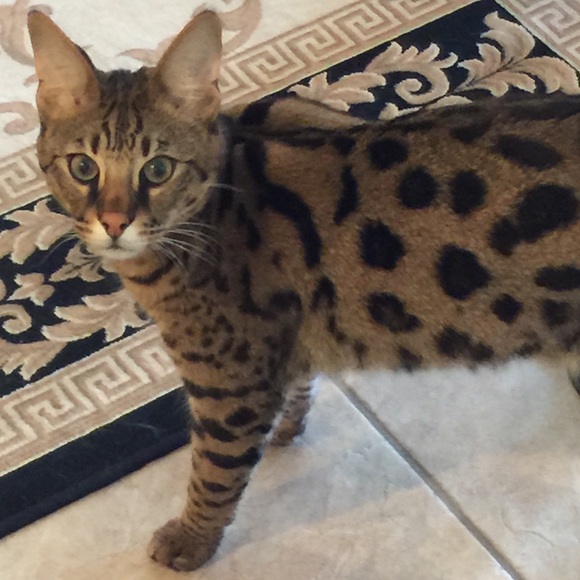 Meet your Posher, Anna - Picture 4 of 5